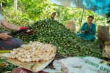 Sejumlah warga mengupas buah pinang hasil panen di Kawasan Hutan Gunung Lemongan, Desa Sumberpetung, Ranuyoso, Lumajang, Jawa Timur, Rabu (23/10/2024). Panen pinang di kawasan hutan produksi Perhutani tersebut dalam satu musim panen dapat menghasilkan sedikitnya enam ton buah pinang yang dijual dengan harga Rp7 ribu hingga Rp12 ribu per kilogram dan dipasarkan ke sejumlah daerah di Indonesia. ANTARA Jatim/Irfan Sumanjaya/mas