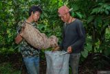 Sejumlah warga mengemas buah pinang hasil panen ke dalam karung di Kawasan Hutan Gunung Lemongan, Desa Sumberpetung, Ranuyoso, Lumajang, Jawa Timur, Rabu (23/10/2024). Panen pinang di kawasan hutan produksi Perhutani tersebut dalam satu musim panen dapat menghasilkan sedikitnya enam ton buah pinang yang dijual dengan harga Rp7 ribu hingga Rp12 ribu per kilogram dan dipasarkan ke sejumlah daerah di Indonesia. ANTARA Jatim/Irfan Sumanjaya/mas.