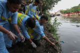 Sejumlah pelajar memungut sampah di tepi Sungai Kalimas saat kerja bakti massal di Sungai Kalimas, Surabaya, Jawa Timur, Kamis (24/10/2024). Kegiatan bersih-bersih sungai dari sampah yang bertujuan untuk mengantisipasi bencana hidrometeorologi saat musim hujan itu diikuti oleh sekitar 4.000 orang dari TNI, Polri, Organisasi Perangkat Daerah (OPD) Pemkot Surabaya, pelajar dan masyarakat umum. ANTARA Jatim/Didik Suhartono/mas.