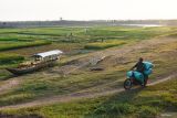 Warga mengangkut gabah yang dipanen dari areal Waduk Dawuhan menggunakan sepeda motor di Kabupaten Madiun, Jawa Timur, Rabu (23/10/2024). Sebagian warga di wilayah tersebut memanfaatkan areal dasar waduk untuk menanam padi dan berbagai jenis sayur saat air waduk menyusut akibat musim kemarau. Antara Jatim/Siswowidodo/mas.