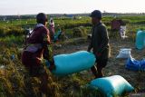 Warga meggotong gabah yang dipanen dari areal Waduk Dawuhan yang airnya menyusut di Kabupaten Madiun, Jawa Timur, Rabu (23/10/2024). Sebagian warga di wilayah tersebut memanfaatkan areal dasar waduk untuk menanam padi dan berbagai jenis sayur saat air waduk menyusut akibat musim kemarau. Antara Jatim/Siswowidodo/mas.