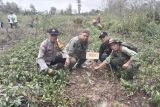 Cegah abrasi sungai di Jeruklegi, Kilang Pertamina Cilacap salurkan 1.000 mangrove