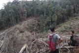 KPHP Pessel minta masyarakat awasi illegal logging