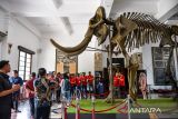 Anggota delegasi Afrika memperhatikan kerangka gajah purba saat mengunjungi Museum Geologi di sela-sela pelatihan di Bandung, Jawa Barat, Jumat (25/10/2024). Pemerintah Indonesia melalui PPSDM KEBTKE Kementerian ESDM menggelar pelatihan peningkatan kompetensi di Bidang Energi Surya bagi 11 peserta dari negara Mozambik, Senegal, Tanzania dan Namibia sebagai tindak lanjut dari deklarasi pemimpin negara G20 yang diadakan di Indonesia pada 2022. ANTARA FOTO/Raisan Al Farisi/agr