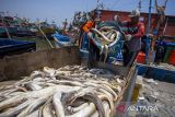 Nelayan melakukan bongkar muat ikan di Pelabuhan Karangsong, Indramayu, Jawa Barat, Sabtu (26/10/2024). Kementerian Kelautan dan Perikanan (KKP) menargetkan Indonesia masuk 10 negara besar eksportir perikanan dunia dan diharapkan dapat tercapai dalam lima tahun ke depan. ANTARA FOTO/Dedhez Anggara/agr
