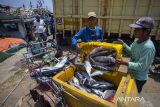 Nelayan melakukan bongkar muat ikan di Pelabuhan Karangsong, Indramayu, Jawa Barat, Sabtu (26/10/2024). Kementerian Kelautan dan Perikanan (KKP) menargetkan Indonesia masuk 10 negara besar eksportir perikanan dunia dan diharapkan dapat tercapai dalam lima tahun ke depan. ANTARA FOTO/Dedhez Anggara/agr
