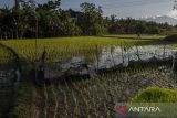 Seorang petani berjalan di area persawahan di Kota Serang, Banten, Sabtu (26/10/2024). Pemerintah Provinsi Banten menargetkan angka tanam sebesar 33.000 hektare pada akhir bulan Oktober 2024 yang didukung dengan pompanisasi dan irigasi perpompaan (irpom), serta memproyeksikan target produksi sesuai dengan kerangka sampel area yaitu mencapai 1,7 juta ton. ANTARA FOTO/Angga Budhiyanto/gp