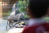 Pengunjung melihat seekor harimau benggala putih bernama Anara di salah satu kandang di Kebun Binatang Surabaya (KBS), Jawa Timur, Sabtu (26/10/2024). Harimau benggala putih berjenis kelamin betina yang berumur satu tahun tersebut menjadi koleksi satwa baru langka di Kebun Binatang Surabaya. ANTARA Jatim/Moch Asim.