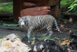 Seekor harimau benggala putih bernama Anara berada di salah satu kandang di Kebun Binatang Surabaya (KBS), Jawa Timur, Sabtu (26/10/2024). Harimau benggala putih berjenis kelamin betina yang berumur satu tahun tersebut menjadi koleksi satwa baru langka di Kebun Binatang Surabaya. ANTARA Jatim/Moch Asim.