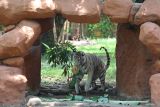 Seekor harimau benggala putih bernama Anara berada di salah satu kandang di Kebun Binatang Surabaya (KBS), Jawa Timur, Sabtu (26/10/2024). Harimau benggala putih berjenis kelamin betina yang berumur satu tahun tersebut menjadi koleksi satwa baru langka di Kebun Binatang Surabaya. ANTARA Jatim/Moch Asim.