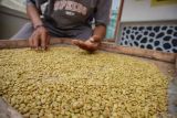 Petani menyortir kopi jenis ekselsa hasil panen di Desa Papringan, Klakah, Lumajang, Jawa Timur, Selasa (29/10/2024). Biji kopi yang dipanen di kawasan lereng Gunung Lemongan tersebut dijual seharga Rp300 hingga Rp400 per kilogram dan telah dipasarkan ke sejumlah daerah di Indonesia. ANTARA Jatim/Irfan Sumanjaya/mas.