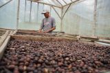 Petani menjemur kopi jenis ekselsa hasil panen di Desa Papringan, Klakah, Lumajang, Jawa Timur, Selasa (29/10/2024). Biji kopi yang dipanen di kawasan lereng Gunung Lemongan tersebut dijual seharga Rp300 hingga Rp400 per kilogram dan telah dipasarkan ke sejumlah daerah di Indonesia. ANTARA Jatim/Irfan Sumanjaya/mas.