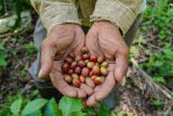 Petani memperlihatkan hasil panen kopi jenis ekselsa di Desa Papringan, Klakah, Lumajang, Jawa Timur, Selasa (29/10/2024). Biji kopi yang dipanen di kawasan lereng Gunung Lemongan tersebut dijual seharga Rp300 hingga Rp400 per kilogram dan telah dipasarkan ke sejumlah daerah di Indonesia. ANTARA Jatim/Irfan Sumanjaya/mas.