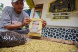 Kopi lereng Gunung Lemongan. Petani memperlihatkan produk kopi jenis ekselsa di Desa Papringan, Klakah, Lumajang, Jawa Timur, Selasa (29/10/2024). Biji kopi yang dipanen di kawasan lereng Gunung Lemongan tersebut dijual seharga Rp300 hingga Rp400 per kilogram dan telah dipasarkan ke sejumlah daerah di Indonesia. ANTARA FOTO/Irfan SumanjayaANTARA FOTO/Irfan Sumanjaya (ANTARA FOTO/Irfan Sumanjaya)