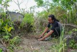 Relawan Laskar Hijau menanam bibit pohon bambu di kawasan lereng Gunung Lemongan, Lumajang, Jawa Timur, Selasa (29/10/2024). Memasuki musim hujan, komunitas peduli lingkungan Laskar Hijau pada tahun ini menargetkan penanaman 5000 bibit pohon buah dan 5000 bibit pohon bambu sebagai upaya untuk memitigasi krisis iklim di wilayah tersebut. ANTARA Jatim/Irfan Sumanjaya/mas.