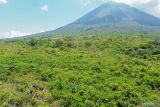 Foto udara relawan Laskar Hijau menanam bibit pohon bambu di kawasan lereng Gunung Lemongan, Lumajang, Jawa Timur, Selasa (29/10/2024). Memasuki musim hujan, komunitas peduli lingkungan Laskar Hijau pada tahun ini menargetkan penanaman 5000 bibit pohon buah dan 5000 bibit pohon bambu sebagai upaya untuk memitigasi krisis iklim di wilayah tersebut. ANTARA Jatim/Irfan Sumanjaya/mas.