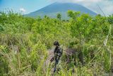 Relawan Laskar Hijau menanam bibit pohon bambu di kawasan lereng Gunung Lemongan, Lumajang, Jawa Timur, Selasa (29/10/2024). Memasuki musim hujan, komunitas peduli lingkungan Laskar Hijau pada tahun ini menargetkan penanaman 5000 bibit pohon buah dan 5000 bibit pohon bambu sebagai upaya untuk memitigasi krisis iklim di wilayah tersebut. ANTARA Jatim/Irfan Sumanjaya/mas.