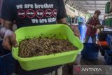 Warga memberi pakan maggot (larva) lalat Black Soldier Fly (BSF) menggunakan sampah organik di Rumah Maggot GEMI 0418, Cipageran, Kota Cimahi, Jawa Barat, Selasa (29/10/2024). Warga yang tergabung dalam kelompok Gerakan Ekonomi Mandiri (GEMI) 0418, mengolah sampah secara mandiri dengan membudidayakan maggot lalat BSF yang mampu mengurai sampah organik sebanyak 21 ton per bulan serta menjadi pakan ikan lele yang dapat meningkatkan perekonomian warga sekitar. ANTARA FOTO/Abdan Syakura/agr
