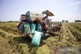 Operator mengoperasikan mesin pemanen padi (combine harvester) saat panen di persawahan desa Singajaya, Indramayu, Jawa Barat, Rabu (30/10/2024). Menteri Desa dan Pembangunan Daerah Tertinggal Yandri Susanto merancang pemanfaatan dana desa untuk ketahanan pangan sebesar 20 persen yang diperkirakan mencapai Rp14 triliun. ANTARA FOTO/Dedhez Anggara/agr