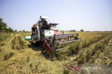 Operator mengoperasikan mesin pemanen padi (combine harvester) saat panen di Desa Singajaya, Indramayu, Jawa Barat, Rabu (30/10/2024). Menteri Desa dan Pembangunan Daerah Tertinggal Yandri Susanto merancang pemanfaatan dana desa untuk ketahanan pangan sebesar 20 persen yang diperkirakan mencapai Rp14 triliun. ANTARA FOTO/Dedhez Anggara/agr