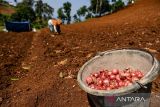 Petani menanam bibit bawang merah di Kampung Pasir Pogor, Desa Mekar Saluyu, Cimenyan, Kabupaten Bandung, Jawa Barat, Rabu (30/10/2024). Data Badan Pusat Statistik (BPS) mencatat harga bawang merah di pekan keempat Oktober naik 7,81 persen dibanding September 2024, dan harga rata-rata nasional bawang merah saat ini mencapai Rp30.489 per kilogram. ANTARA FOTO/Raisan Al Farisi/agr