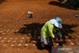 Petani menanam bibit bawang merah di Kampung Pasir Pogor, Desa Mekar Saluyu, Cimenyan, Kabupaten Bandung, Jawa Barat, Rabu (30/10/2024). Data Badan Pusat Statistik (BPS) mencatat harga bawang merah di pekan keempat Oktober naik 7,81 persen dibanding September 2024, dan harga rata-rata nasional bawang merah saat ini mencapai Rp30.489 per kilogram. ANTARA FOTO/Raisan Al Farisi/agr