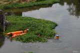 Menyingkirkan sampah sungai di Madiun. Petugas gabungan dari Badan Penanggulangan Bencana Daerah (BPBD) dan Balai Besar Wilayah Sungai (BBWS) Bengawan Solo menyingkirkan sampah, eceng gondok dan kangkung di sekitar pilar jembatan Sungai Madiun, Kota Madiun, Jawa Timur, Kamis (31/10/2024). Kegiatan menyingkirkan sampah tersebut dimaksudkan untuk pencegahan dan mitigasi bencana banjir. Antara Jatim/Siswowidodo/mas.