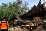 Petugas Badan Penanggulangan Bencana Daerah (BPBD) mengevakuasi pohon asam yang tumbang akibat angin kencang di Kota Madiun, Jawa Timur, Jumat (1/11/2024). Hujan disertai angin kencang mengakibatkan sejumlah pohon roboh, sejumlah rumah dan masjid rusak, sebuah tower komunikasi roboh, Kamis (31/10). Antara Jatim/Siswowidodo/um