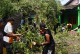 Petugas Badan Penanggulangan Bencana Daerah (BPBD) bersama warga mengevakuasi pohon asam yang tumbang akibat angin kencang di Kota Madiun, Jawa Timur, Jumat (1/11/2024). Hujan disertai angin kencang mengakibatkan sejumlah pohon roboh, sejumlah rumah dan masjid rusak, sebuah tower komunikasi roboh, Kamis (31/10). Antara Jatim/Siswowidodo/um