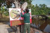 BKSDA Sampit gencarkan pemasangan spanduk imbauan waspada buaya