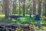 Kelompok binaan BKSDA Sumbar berhasil kembangkan ternak sapi