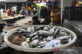 Pedagang ikan memilah ikan di Tempat Pelelangan Ikan Cituis, Pakuhaji, Kabupaten Tangerang, Banten, Jumat (1/11/2024). Berdasarkan data Kementerian Kelautan dan Perikanan, produksi perikanan nasional sampai triwulan III 2024 sebanyak 18,2 juta ton dari hasil tangkapan dan budi daya yang akan terus ditingkatkan melalui program ekonomi biru guna mendukung program swasembada pangan nasional. ANTARA FOTO/Sulthony Hasanuddin/foc/gp