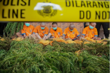 Kasus ladang ganja di TN Bromo Tengger Semeru