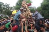 Sejumlah pengunjung berebut gunungan berisi bengkuang saat sedekah bumi di kawasan wisata Sumber Banteng, Kota Kediri Jawa Timur, Sabtu (2/11/2024). Tradisi sedekah bumi di kawasan mata air tersebut sebagai bentuk rasa syukur kepada tuhan Yang Maha Esa atas ketersediaan air yang mencukupi masyarakat sepanjang tahun sekaligus sebagai upaya promosi wisata Sumber Banteng. Antara Jatim/Prasetia Fauzani/um