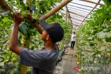 Petani milenial merawat tanaman buah melon yang siap dipanen di Green House budi daya melon di Jatinangor, Kabupaten Sumedang, Jawa Barat, Sabtu (2/11/2024). Kelompok Petani Millenial Koperasi Agro Gumilang Rahayu membudidayakan melon jenis Intanon dan Tajmahal dengan metode hidroponik yang mampu memproduksi 1 ton melon per 90 hari dan dijual Rp35.000 perkilogram serta didistribusikan ke toko buah di berbagai kota di Jawa Barat. ANTARA FOTO/Raisan Al Farisi/agr
