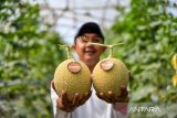 Petani milenial menunjukan buah melon yang telah dipanen di Green House budi daya melon di Jatinangor, Kabupaten Sumedang, Jawa Barat, Sabtu (2/11/2024). Kelompok Petani Millenial Koperasi Agro Gumilang Rahayu membudidayakan melon jenis Intanon dan Tajmahal dengan metode hidroponik yang mampu memproduksi 1 ton melon per 90 hari dan dijual Rp35.000 perkilogram serta didistribusikan ke toko buah di berbagai kota di Jawa Barat. ANTARA FOTO/Raisan Al Farisi/agr
