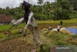 Petani memanen padi di area persawahan di Pulosari, Kabupaten Pandeglang, Banten, Senin (4/11/2024). Berdasarkan data Badan Pusat Statistik (BPS) Provinsi Banten luas panen padi pada tahun 2024 diperkirakan sekitar 298,84 ribu hektare atau mengalami penurunan 3,97 persen dibandingkan tahun 2023 yakni sebesar 311,20 ribu hektare, sementara produksi padi pada 2024 diperkirakan sebesar 1,52 juta ton gabah kering giling (GKG) atau mengalami penurunan 9,61 persen dibandingkan tahun sebelumnya yakni sebesar 1,69 juta ton GKG. ANTARA FOTO/Angga Budhiyanto/gp