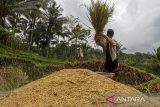 Petani memanen padi di area persawahan di Pulosari, Kabupaten Pandeglang, Banten, Senin (4/11/2024). Berdasarkan data Badan Pusat Statistik (BPS) Provinsi Banten luas panen padi pada tahun 2024 diperkirakan sekitar 298,84 ribu hektare atau mengalami penurunan 3,97 persen dibandingkan tahun 2023 yakni sebesar 311,20 ribu hektare, sementara produksi padi pada 2024 diperkirakan sebesar 1,52 juta ton gabah kering giling (GKG) atau mengalami penurunan 9,61 persen dibandingkan tahun sebelumnya yakni sebesar 1,69 juta ton GKG. ANTARA FOTO/Angga Budhiyanto/gp