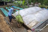 Peternak memasukkan kotoran sapi ke dalam membran biodigester di peternakan sapi Babakan Ampera, Lembang, Kabupaten Bandung Barat, Jawa Barat, Senin (4/11/2024). Peternakan tersebut dalam seharinya mampu mengolah 250 kilogram kotoran hewan (kohe) menggunakan teknologi biodigester untuk dijadikan biogas yang digunakan sebagai pengganti alternatif gas elpiji dan pupuk organik untuk membantu petani lokal. ANTARA FOTO/Abdan Syakura/agr