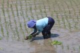 Seorang buruh tani menanam bibit padi pada lahan persawahan Kelurahan Ketami, Kota Kediri Jawa Timur, Senin (4/11/2024). Sejumlah petani di daerah tersebut mulai menanam padi seiring datangnya musim hujan dan mulai mengalirnya air dari irigasi pertanian. ANTARA Jatim/Prasetia Fauzani/mas.