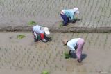 Buruh tani menanam bibit padi pada lahan persawahan Kelurahan Ketami, Kota Kediri Jawa Timur, Senin (4/11/2024). Sejumlah petani di daerah tersebut mulai menanam padi seiring datangnya musim hujan dan mulai mengalirnya air dari irigasi pertanian. ANTARA Jatim/Prasetia Fauzani/mas.