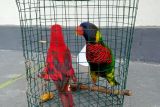 Indonesia plans to lend endemic animals for conservation