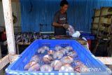 Pekerja memisahkan gelembung dan kulit ikan buntal di salah satu Usaha Mikro Kecil dan Menengah (UMKM)  produk perikanan  Banda Aceh, Aceh, Senin (4/11/2024). Menurut pelaku usaha pengolahan produk perikanan di daerah itu, gelembung ikan buntal yang sudah masuk pasar ekspor itu dijual  kisaran Rp 2 juta per kilogram, sedangkan kulit ikan buntal seharga Rp60.000 per kilogram. ANTARA FOTO/Ampelsa.