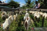 Pekerja menjemurkan kulit dan gelembung ikan buntal di salah satu Usaha Mikro Kecil dan Menengah (UMKM)  produk perikanan  Banda Aceh, Aceh, Senin (4/11/2024). Menurut pelaku usaha pengolahan produk perikanan di daerah itu, gelembung ikan buntal yang sudah masuk pasar ekspor itu dijual  kisaran Rp 2 juta per kilogram, sedangkan kulit ikan buntal seharga Rp60.000 per kilogram. ANTARA FOTO/Ampelsa.