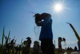 Petani merontokkan bulir padi di lahan pertanian Desa Kalisemut, Lumajang, Jawa Timur, Rabu (6/11/2024). Sebagai wujud dukungan pemerintah untuk memperkuat sektor pertanian, Presiden RI Prabowo Subianto telah mendatangani Peraturan Pemerintah (PP) Nomor 47 Tahun 2024 tentang Penghapusan Piutang Macet kepada UMKM pada bidang pertanian, perkebunan, peternakan, dan kelautan serta UMKM lainnya. Antara Jatim/Irfan Sumanjaya/um