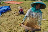 Petani mengayak gabah di lahan pertanian padi, Desa Kalisemut, Lumajang, Jawa Timur, Rabu (6/11/2024). Sebagai wujud dukungan pemerintah untuk memperkuat sektor pertanian, Presiden RI Prabowo Subianto telah mendatangani Peraturan Pemerintah (PP) Nomor 47 Tahun 2024 tentang Penghapusan Piutang Macet kepada UMKM pada bidang pertanian, perkebunan, peternakan, dan kelautan serta UMKM lainnya. Antara Jatim/Irfan Sumanjaya/um