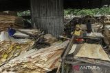 Sejumlah pekerja memotong sisa lembaran kayu dengan ketebalan seragam atau finir di salah satu pabrik di Kota Serang, Banten, Rabu (6/11/2024). Jumlah angkatan kerja berdasarkan Survei Angkatan Kerja Nasional (Sakernas) pada Agustus 2024 sebanyak 152,11 juta orang atau naik 4,40 juta orang dibanding Agustus 2023, sementara penduduk yang bekerja sebanyak 144,64 juta orang atau naik sebanyak 4,79 juta orang dari Agustus 2023. ANTARA FOTO/Angga Budhiyanto/gp