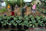 Sejumlah warga yang tergabung dalam Kelompok Wanita Tani mengolah lahan perkarangan rumah untuk ditanami komoditas holtikultura di desa Deah Baro, Banda Aceh, Aceh, Selasa (5/11/2024). Kelompok Wanita Tani  beranggotakan sebanyak 25 warga desa binaan pemerintah setempat dan pemerintah desa itu memanfaatkan lahan perkarangan rumah untuk tanaman holtikultura dengan penghasilan sekitar Rp200.000 untuk sekali panen dalam upaya mendukung program ketahahanan pangan dan selain  meningkatkan  perekonomian warga desa. ANTARA FOTO/Ampelsa.