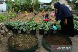 Sejumlah warga yang tergabung dalam Kelompok Wanita Tani mengolah lahan perkarangan rumah untuk ditanami komoditas holtikultura di desa Deah Baro, Banda Aceh, Aceh, Selasa (5/11/2024). Kelompok Wanita Tani  beranggotakan sebanyak 25 warga desa binaan pemerintah setempat dan pemerintah desa itu memanfaatkan lahan perkarangan rumah untuk tanaman holtikultura dengan penghasilan sekitar Rp200.000 untuk sekali panen dalam upaya mendukung program ketahahanan pangan dan selain  meningkatkan  perekonomian warga desa. ANTARA FOTO/Ampelsa.