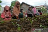 Sejumlah warga yang tergabung dalam Kelompok Wanita Tani memanfaatkan lahan perkarangan rumah  untuk ditanam berbagai jenis komoditas holtikultura di desa Deah Baro, Banda Aceh, Aceh, Selasa (5/11/2024). Kelompok Wanita Tani  beranggotakan sebanyak 25 warga desa binaan pemerintah setempat dan pemerintah desa itu memanfaatkan lahan perkarangan rumah untuk tanaman holtikultura dengan penghasilan sekitar Rp200.000 untuk sekali panen dalam upaya mendukung program ketahahanan pangan dan selain  meningkatkan  perekonomian warga desa. ANTARA FOTO/Ampelsa.